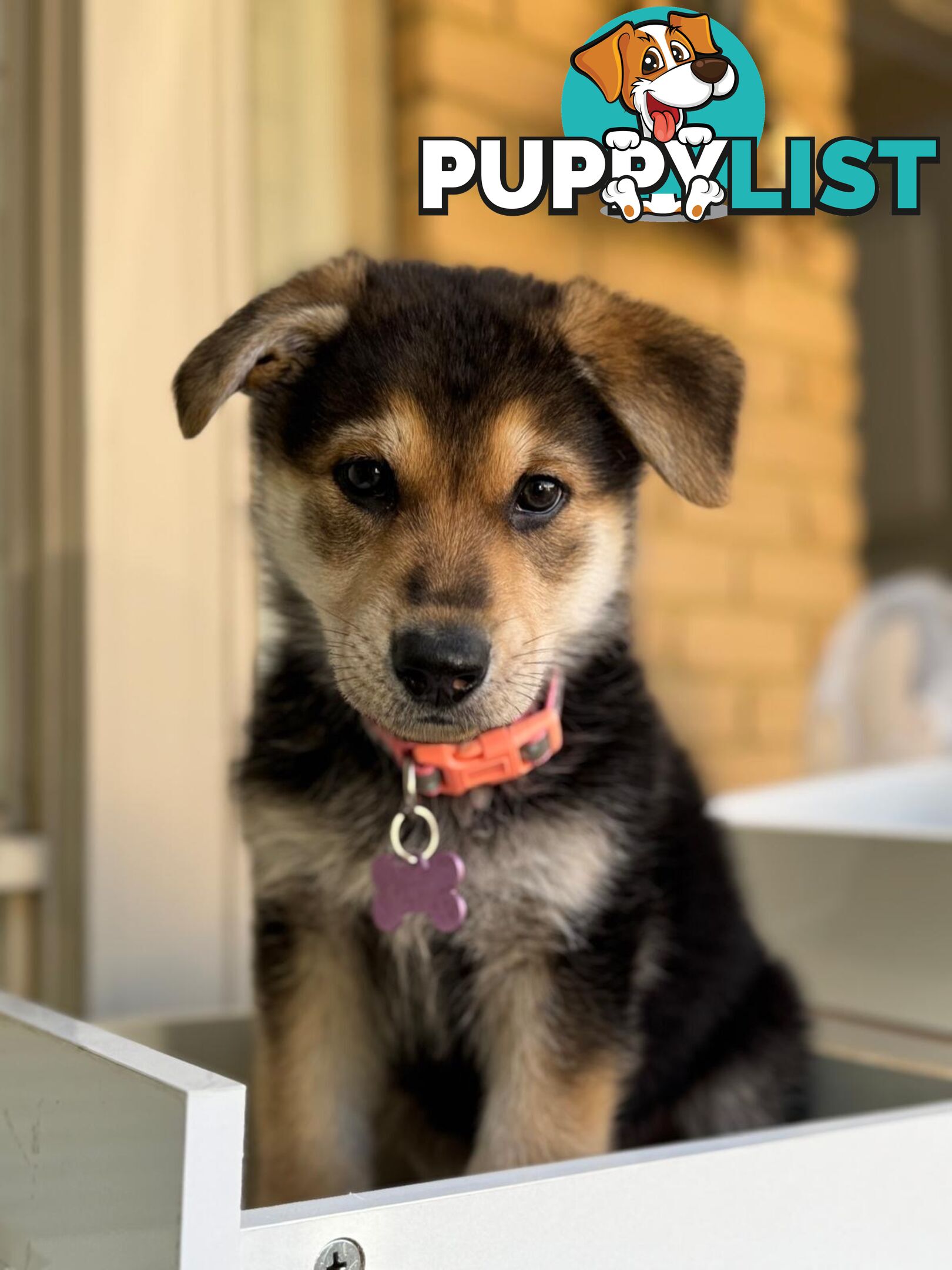 Purebred German Shepherd Puppy for Sale – 10 Weeks Old
