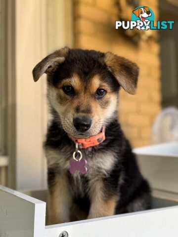 Purebred German Shepherd Puppy for Sale – 10 Weeks Old