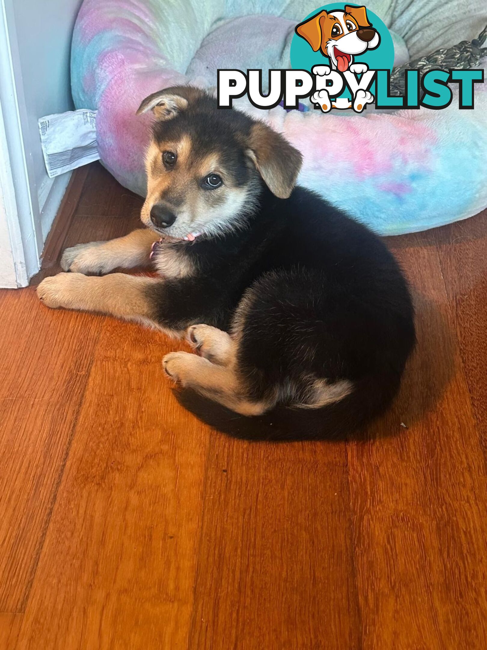 Purebred German Shepherd Puppy for Sale – 10 Weeks Old