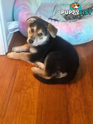 Purebred German Shepherd Puppy for Sale – 10 Weeks Old