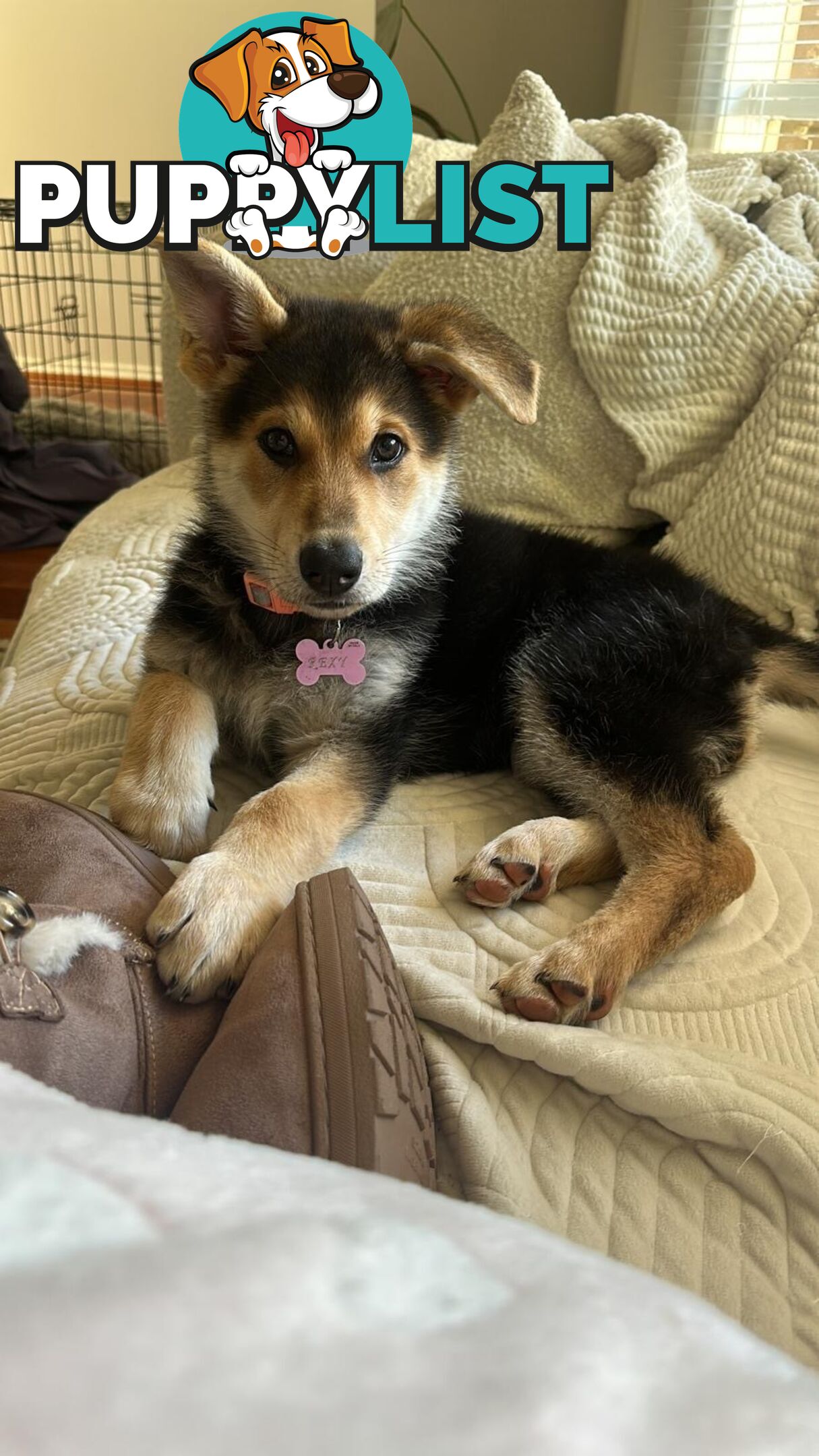 Purebred German Shepherd Puppy for Sale – 10 Weeks Old