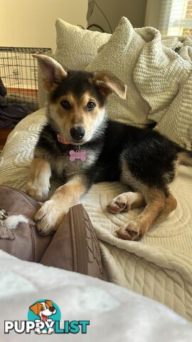 Purebred German Shepherd Puppy for Sale – 10 Weeks Old