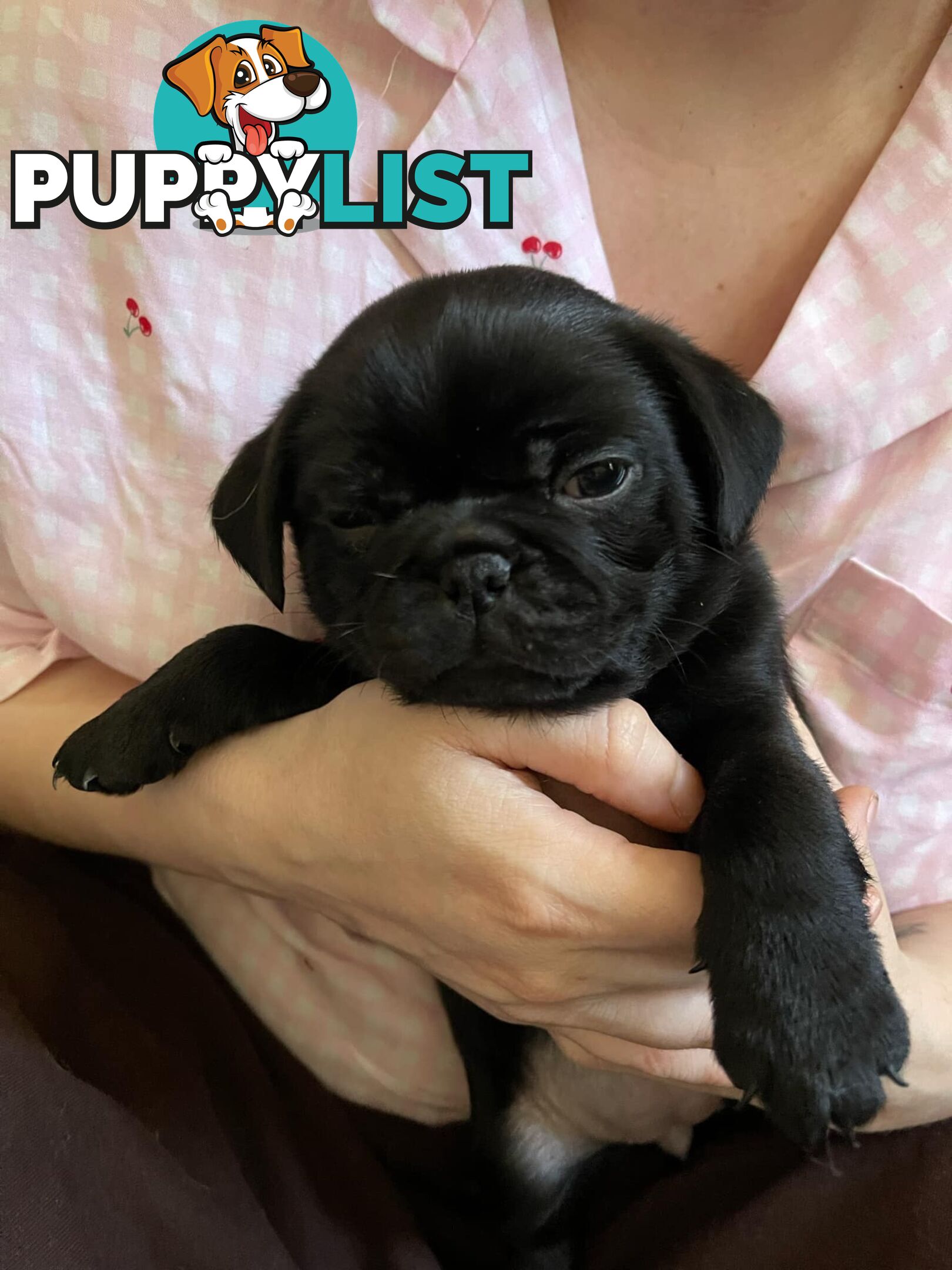 Adorable Pug Puppies Ready for Their Forever Homes!