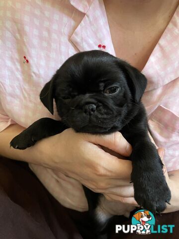 Adorable Pug Puppies Ready for Their Forever Homes!