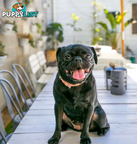 Adorable Pug Puppies Ready for Their Forever Homes!