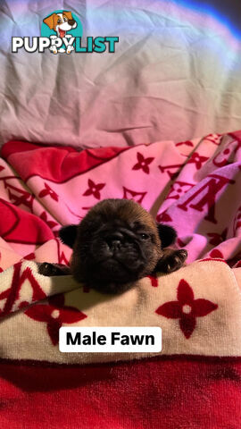 Adorable Pug Puppies Ready for Their Forever Homes!