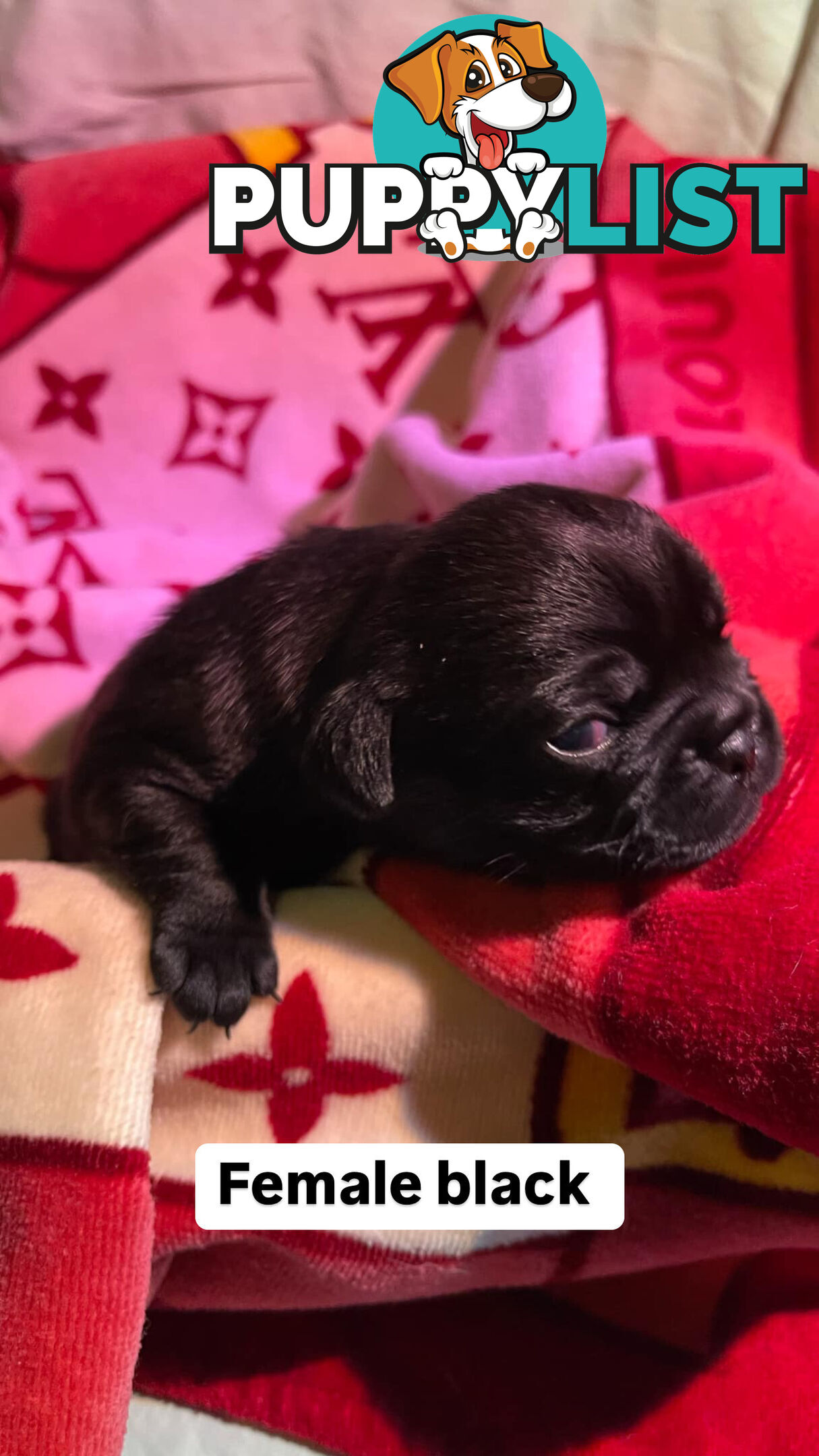 Adorable Pug Puppies Ready for Their Forever Homes!