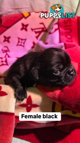 Adorable Pug Puppies Ready for Their Forever Homes!