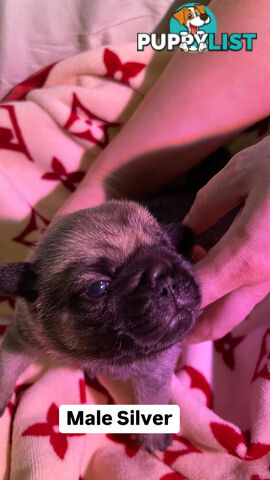 Adorable Pug Puppies Ready for Their Forever Homes!