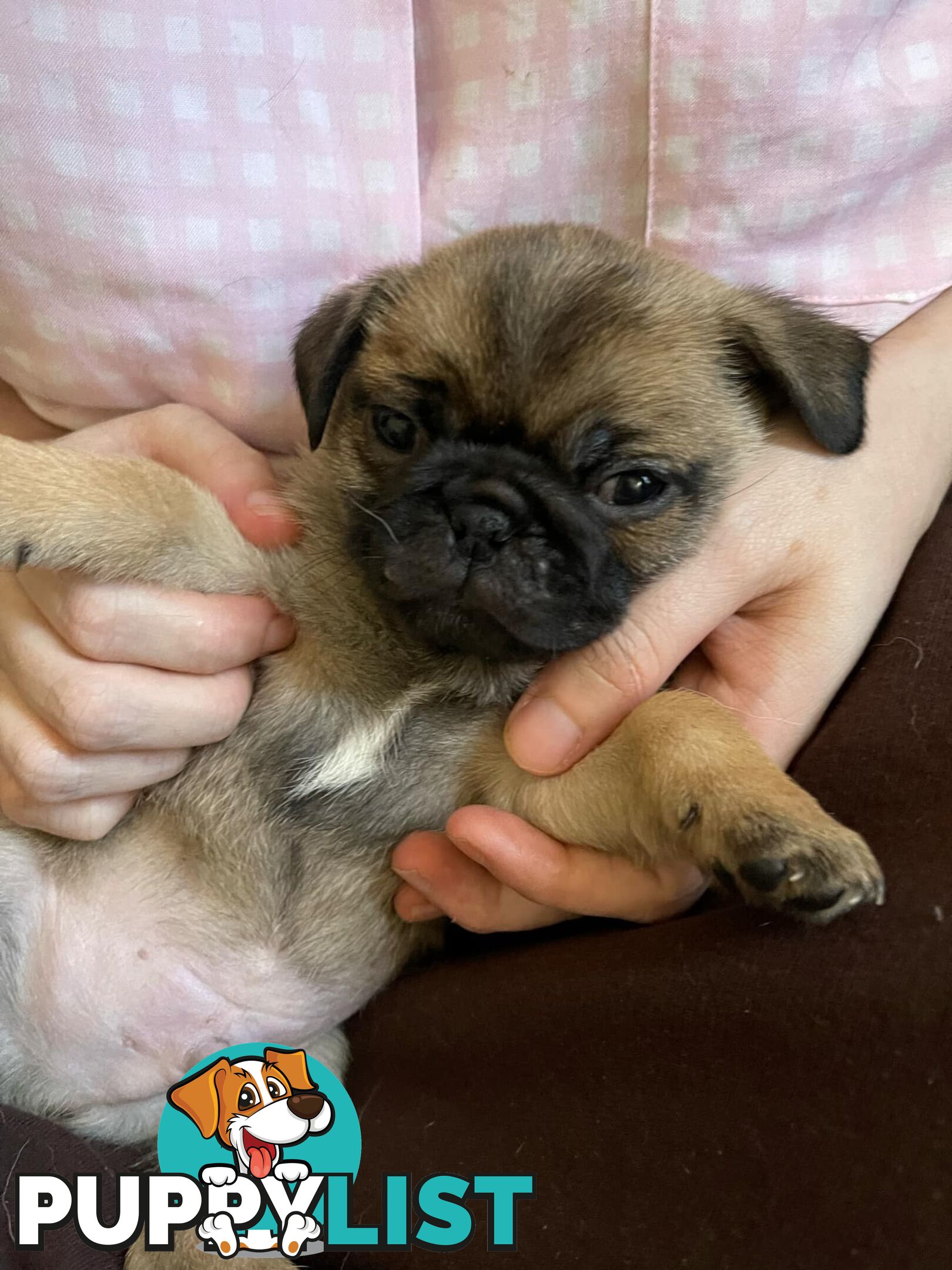 Adorable Pug Puppies Ready for Their Forever Homes!