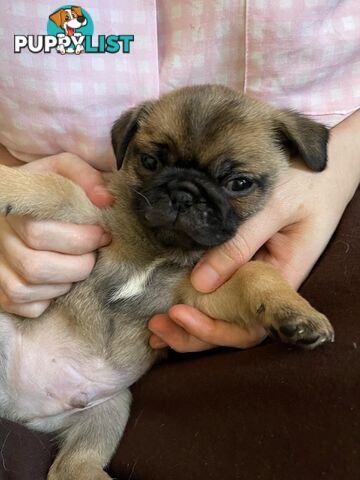 Adorable Pug Puppies Ready for Their Forever Homes!