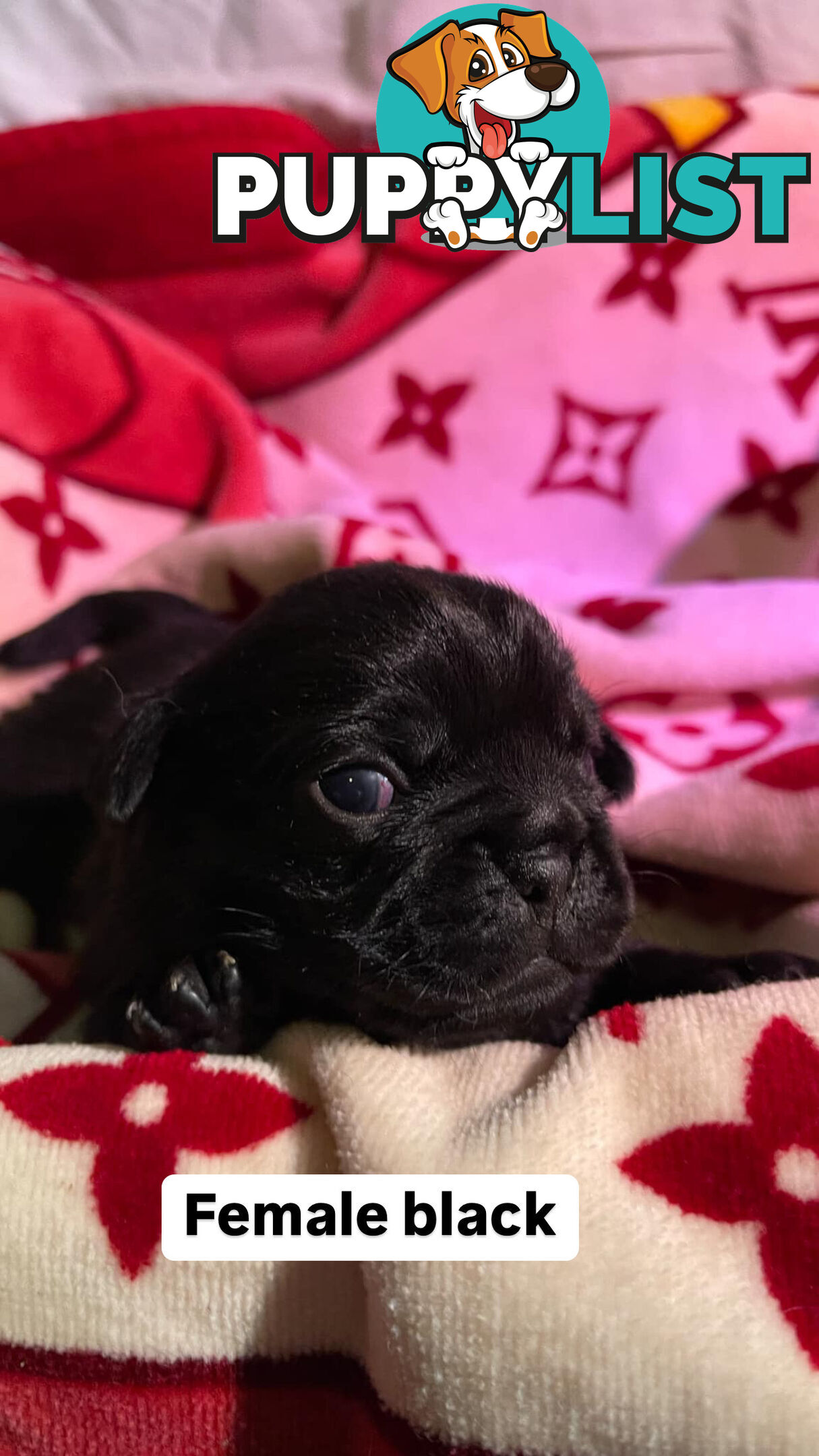 Adorable Pug Puppies Ready for Their Forever Homes!