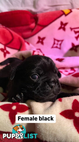 Adorable Pug Puppies Ready for Their Forever Homes!