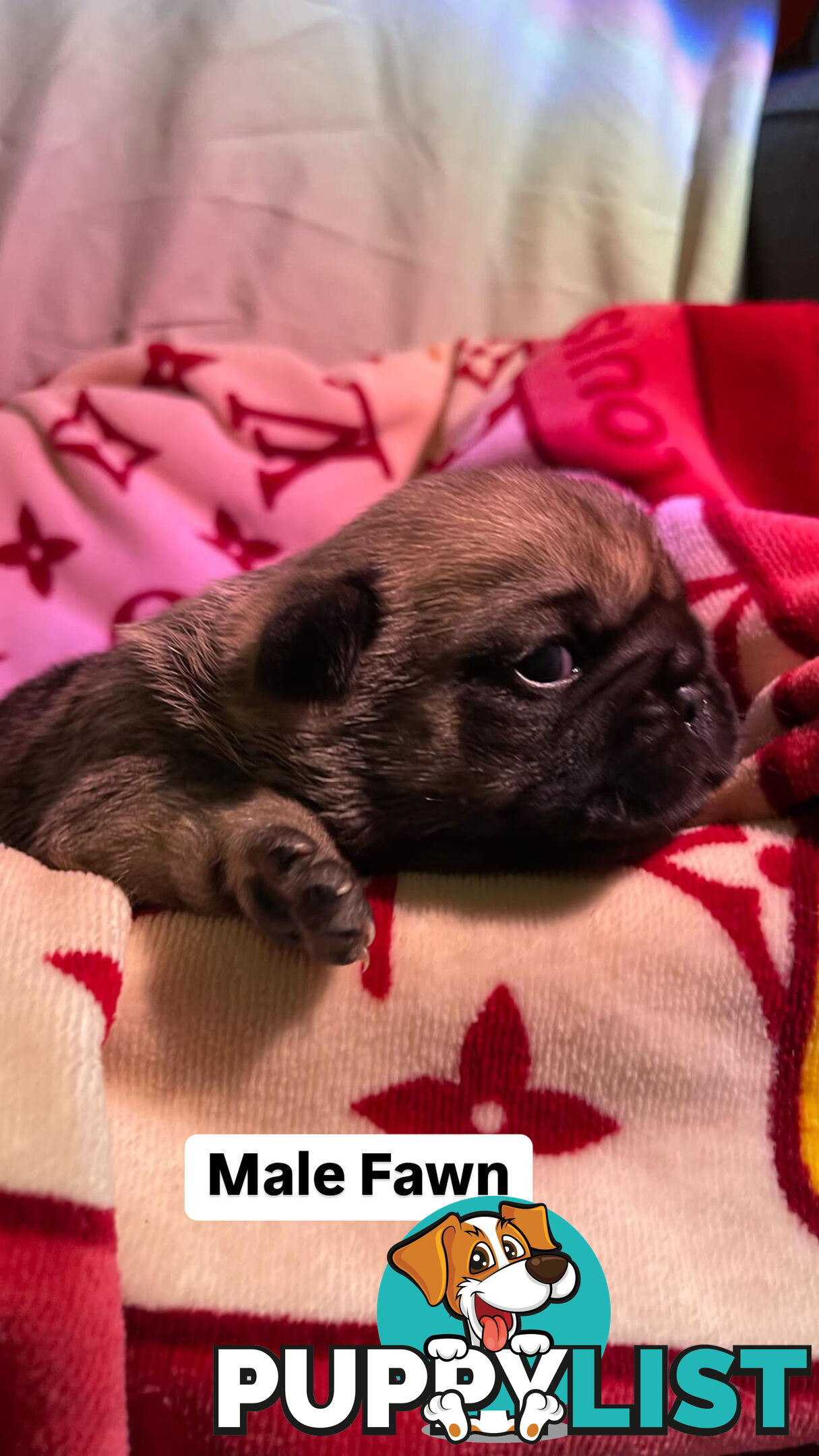 Adorable Pug Puppies Ready for Their Forever Homes!