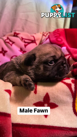 Adorable Pug Puppies Ready for Their Forever Homes!