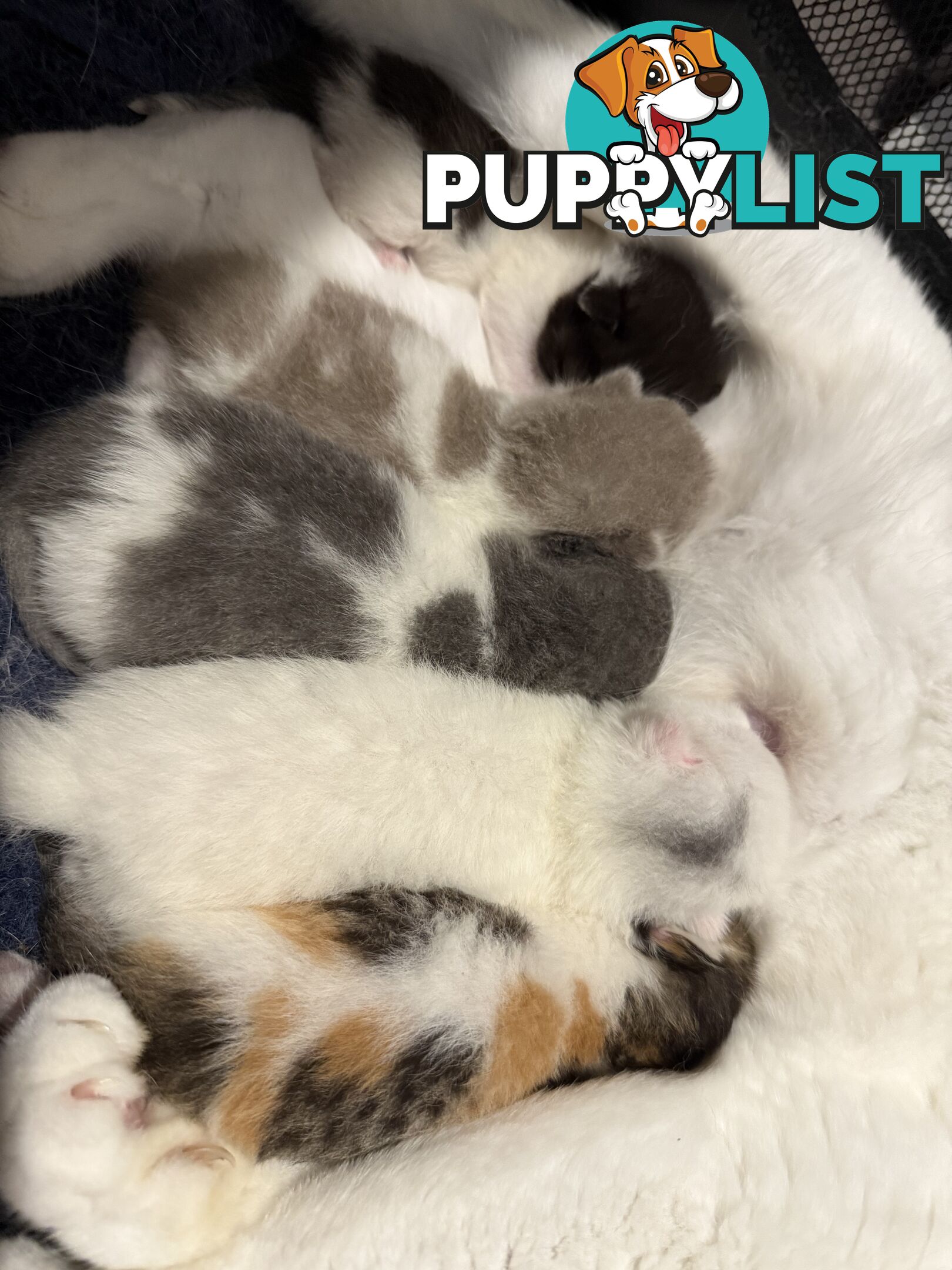 Scottish fold kittens