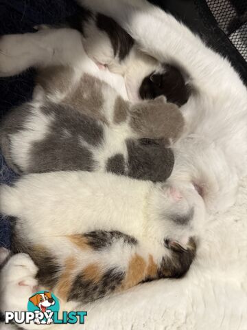 Scottish fold kittens