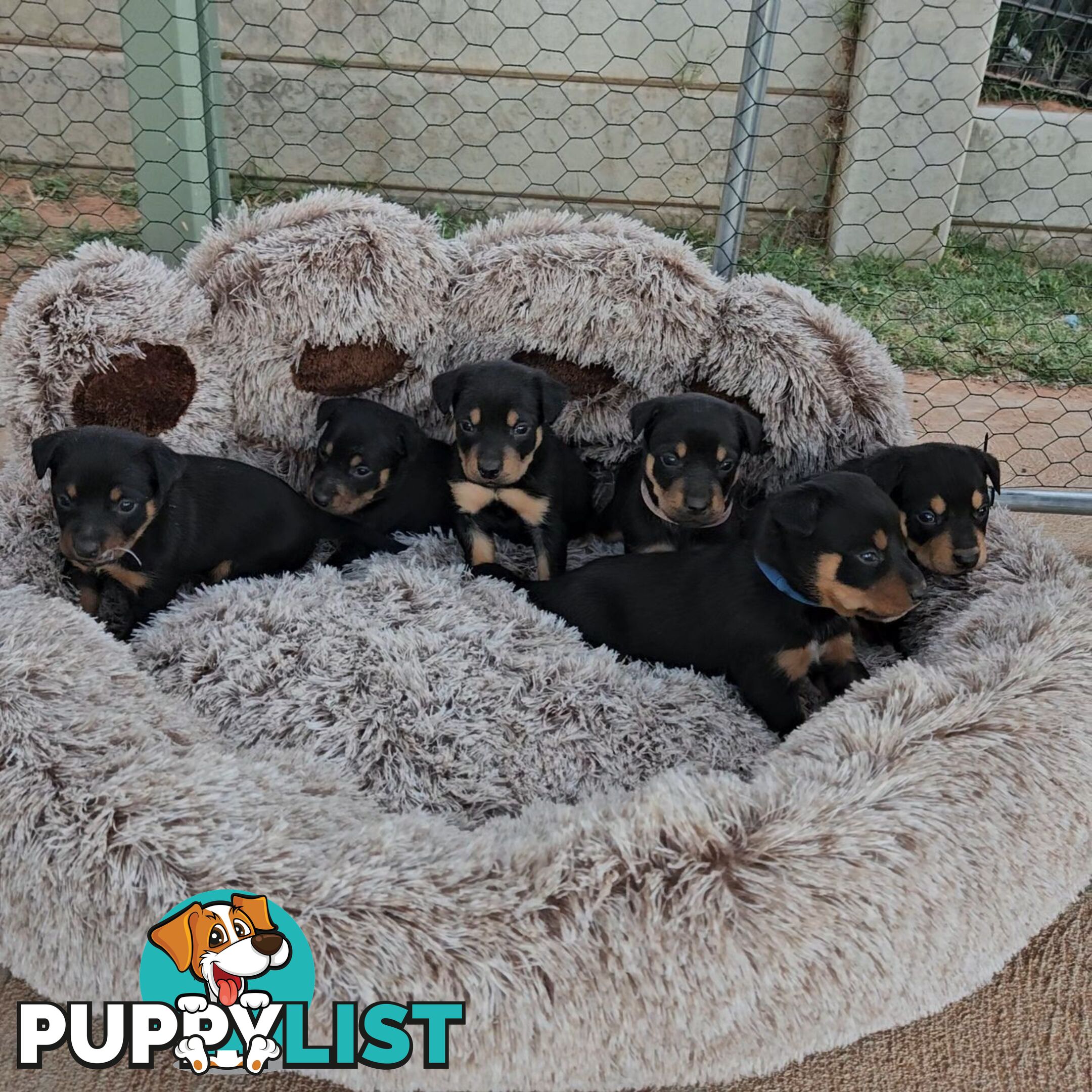 Kelpie puppies