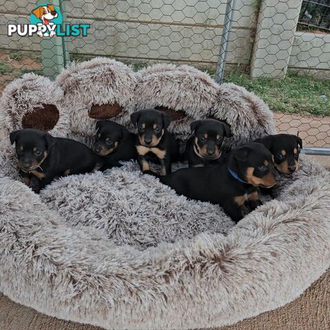 Kelpie puppies