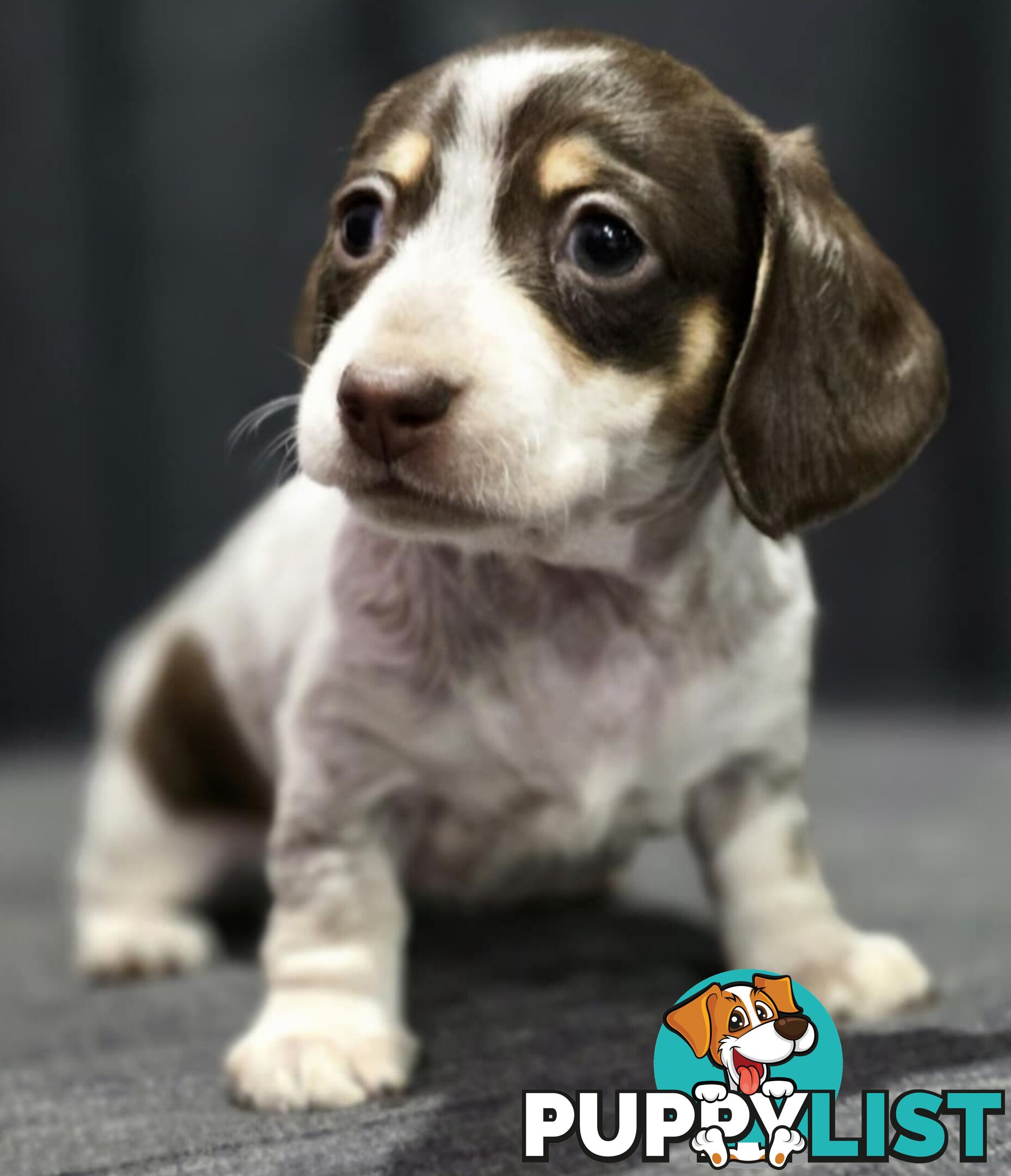 Adorable Miniature Dachshunds