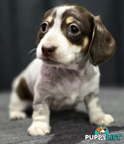 Adorable Miniature Dachshunds