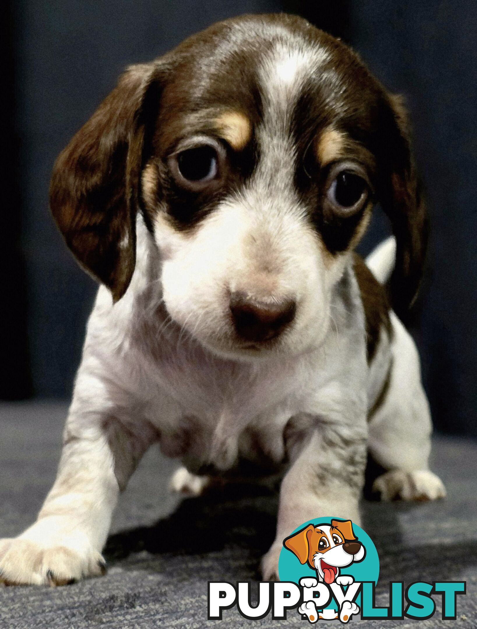 Adorable Miniature Dachshunds