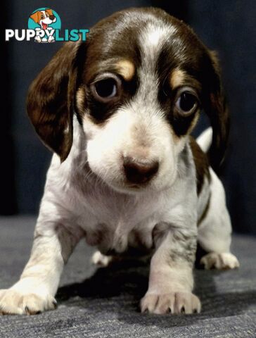 Adorable Miniature Dachshunds