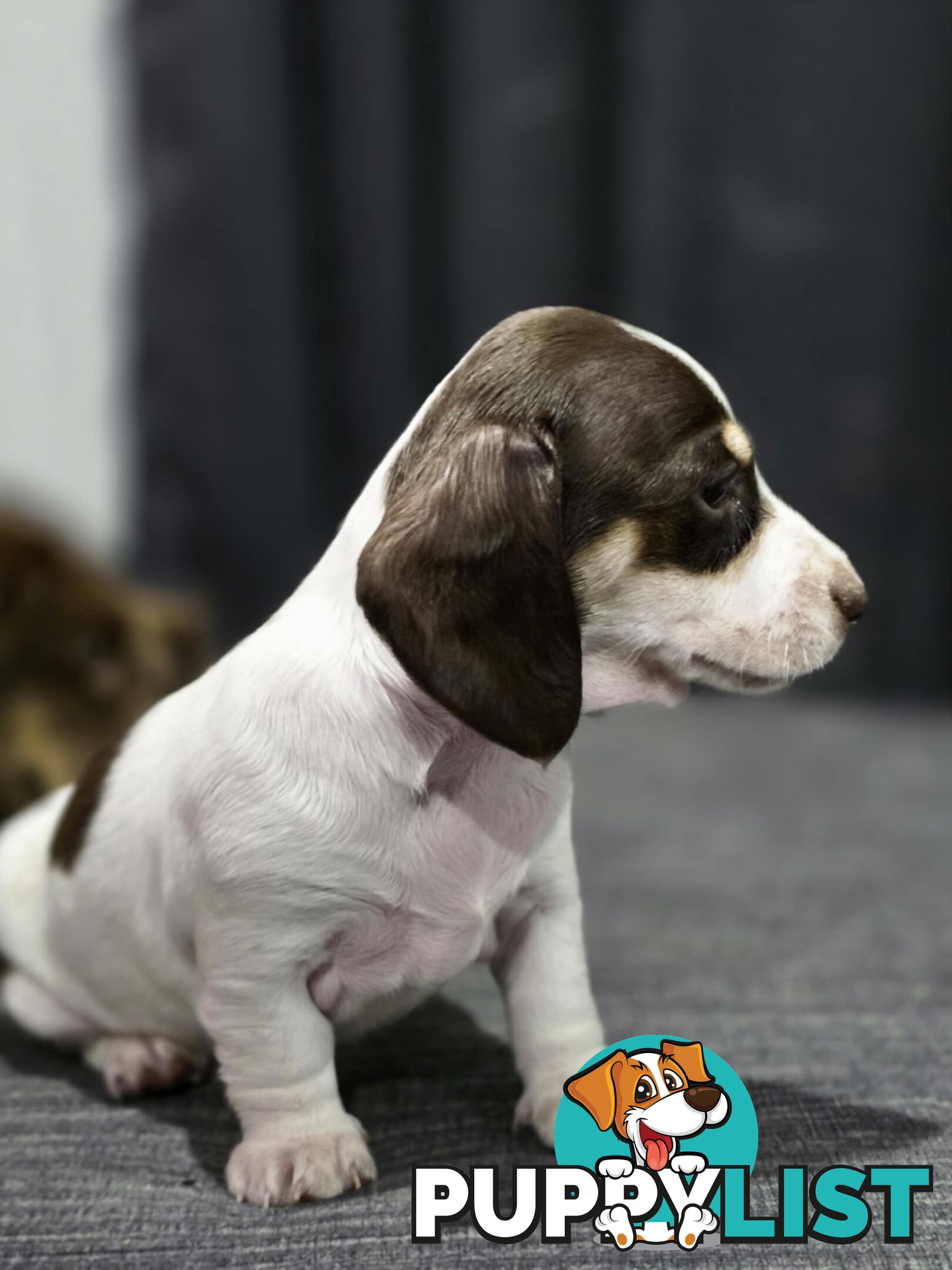 Adorable Miniature Dachshunds