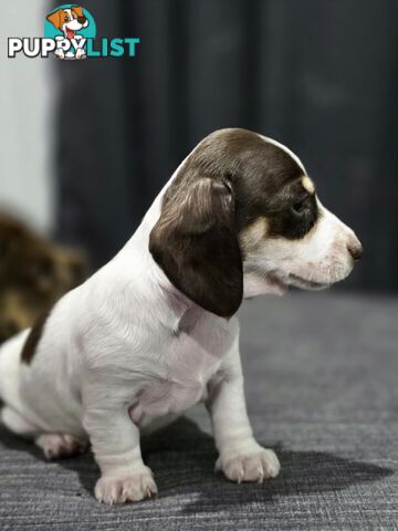 Adorable Miniature Dachshunds