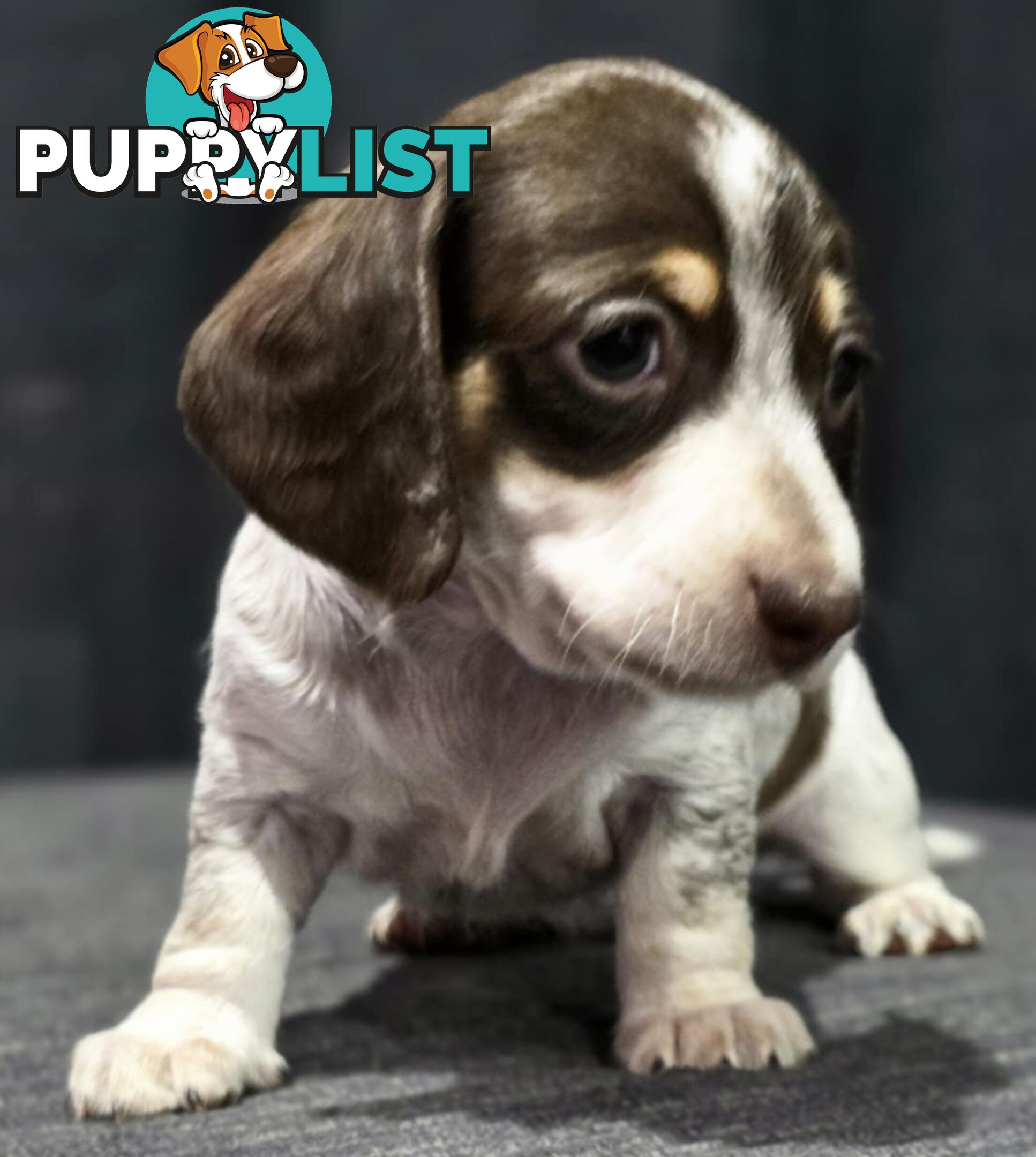 Adorable Miniature Dachshunds
