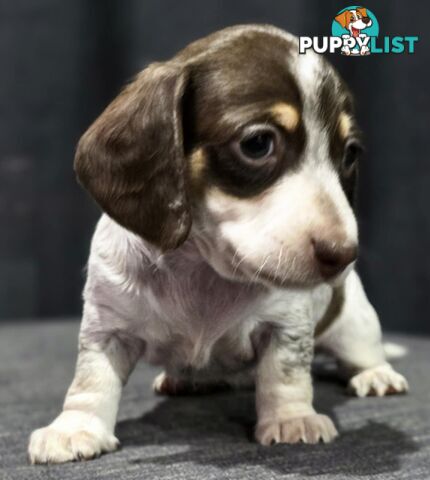 Adorable Miniature Dachshunds