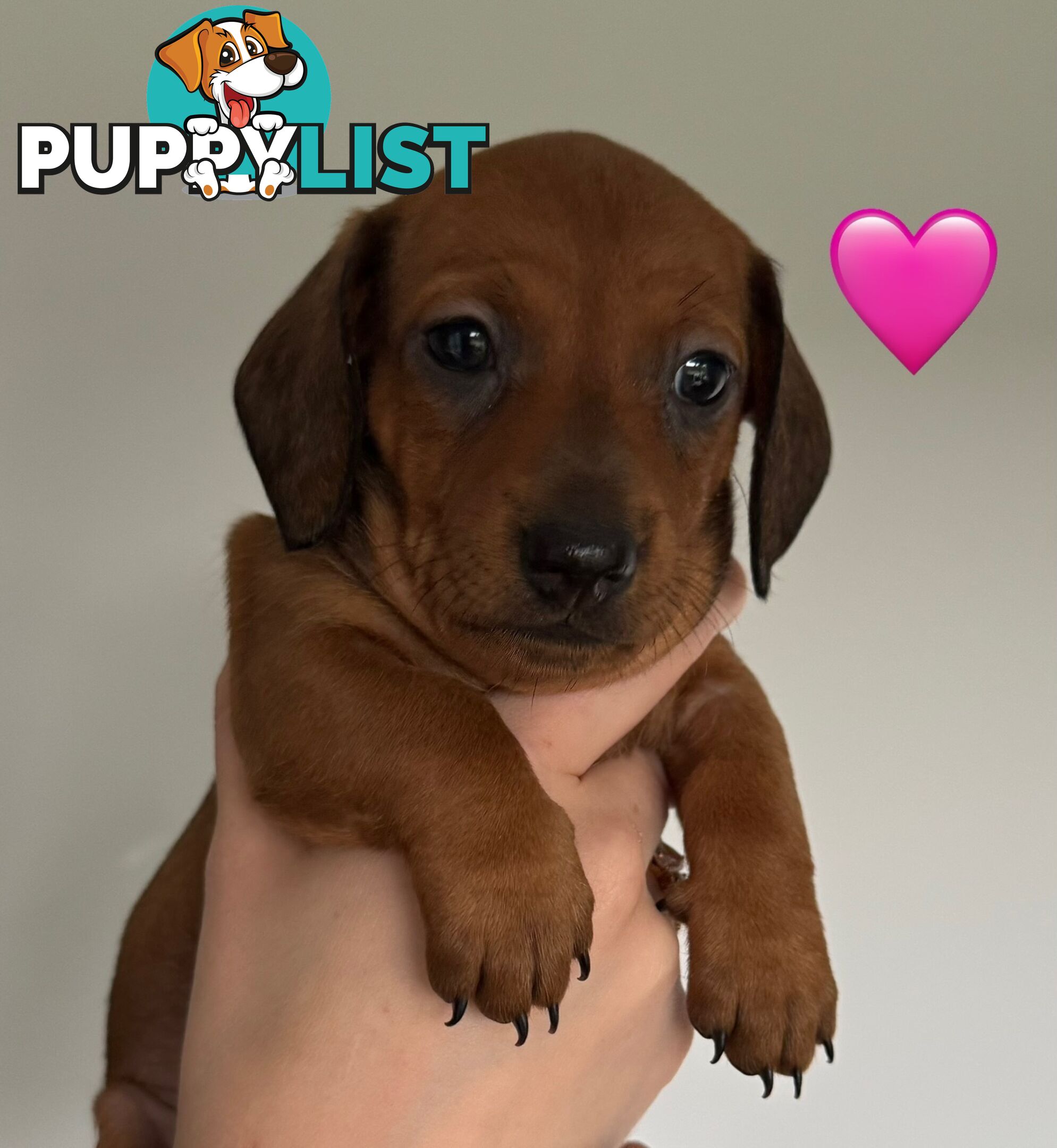 Miniature dachshund puppies