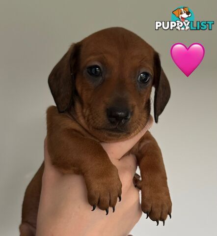 Miniature dachshund puppies