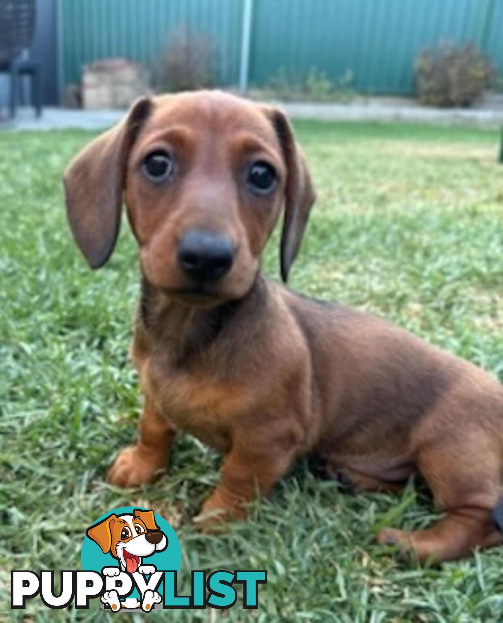 Miniature dachshund puppies