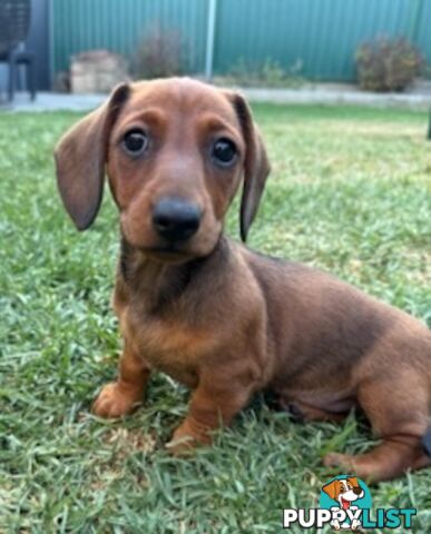 Miniature dachshund puppies