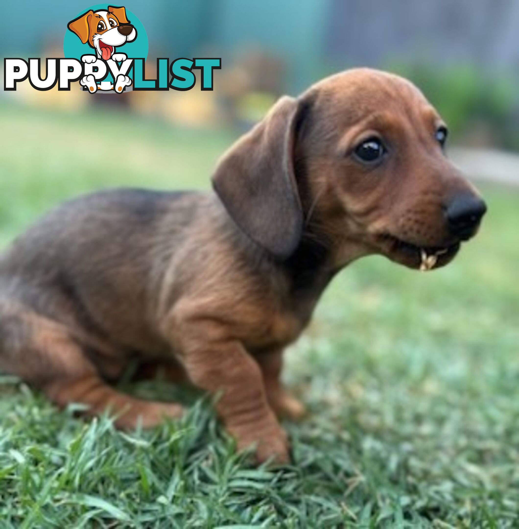 Miniature dachshund puppies