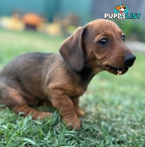 Miniature dachshund puppies