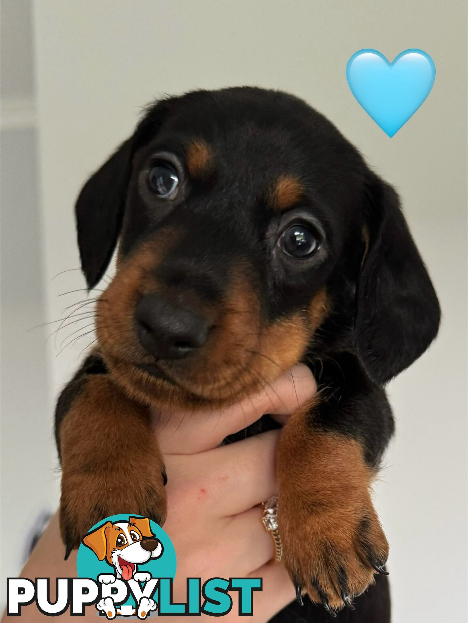 Miniature dachshund puppies