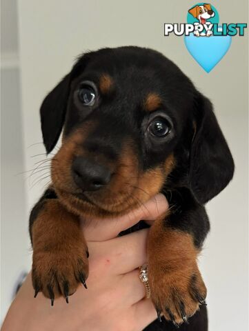 Miniature dachshund puppies