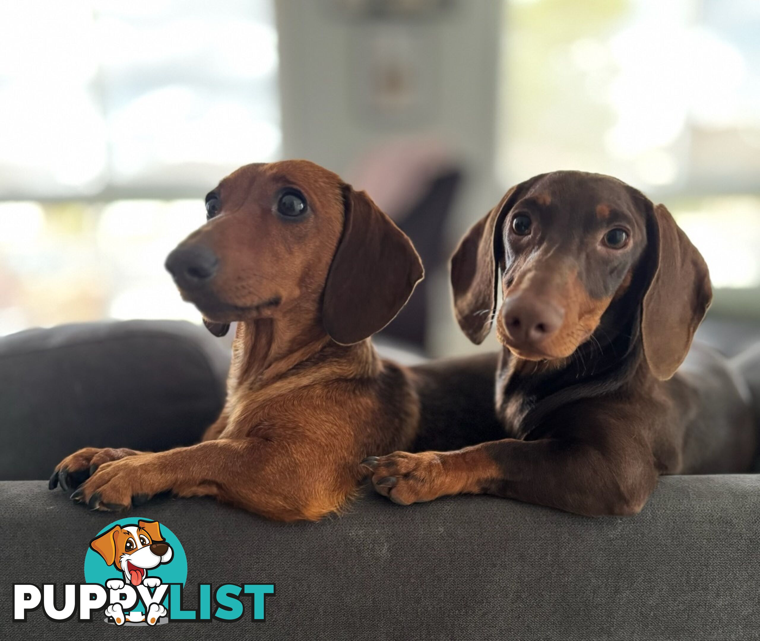 Miniature dachshund puppies