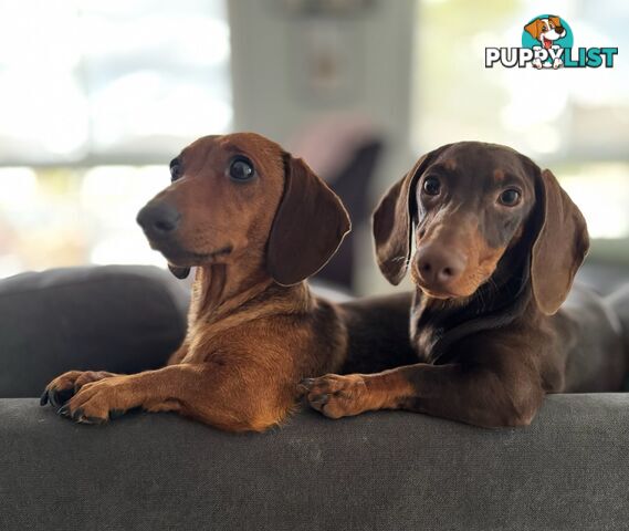 Miniature dachshund puppies