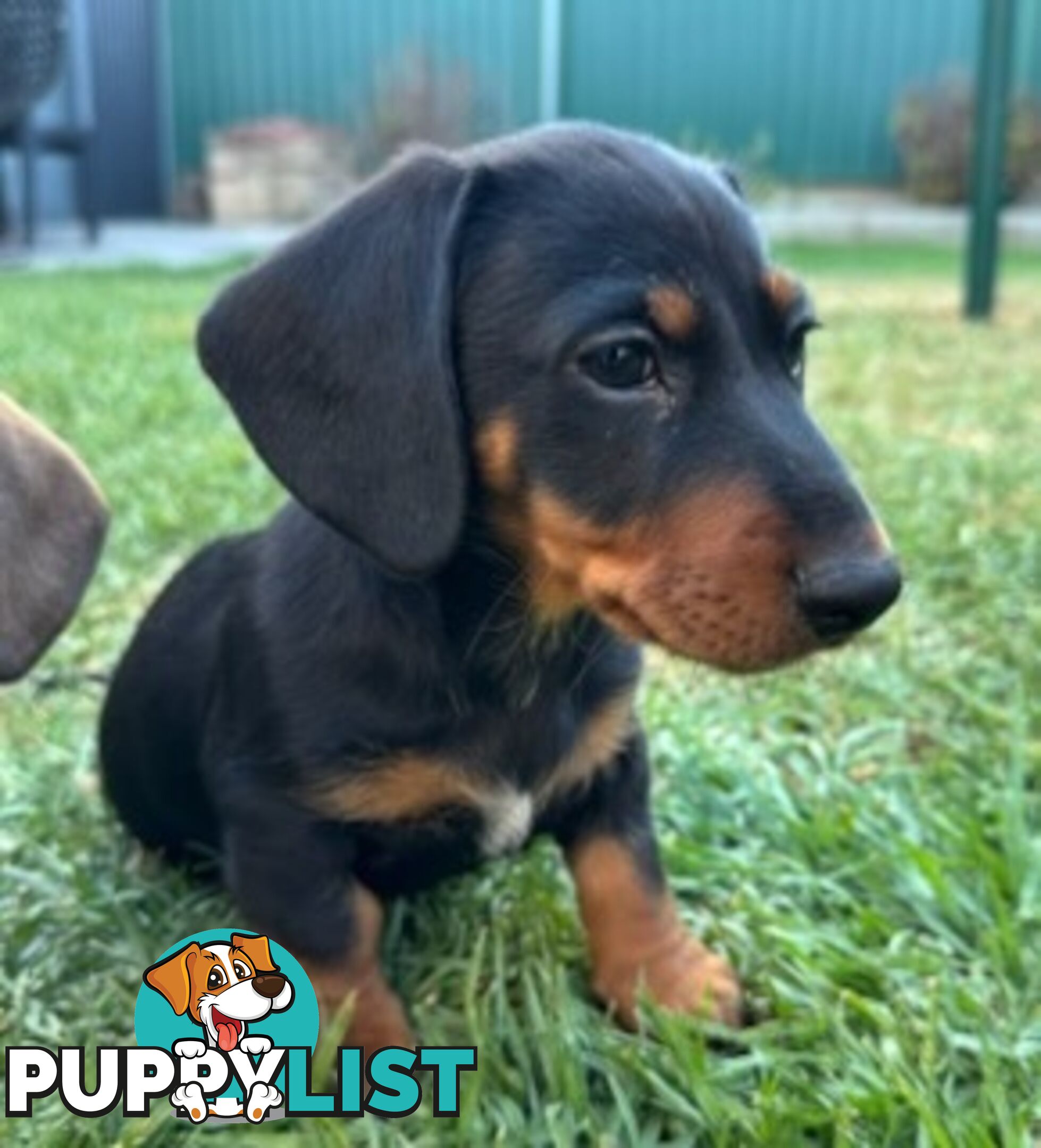 Miniature dachshund puppies