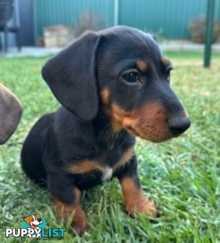 Miniature dachshund puppies