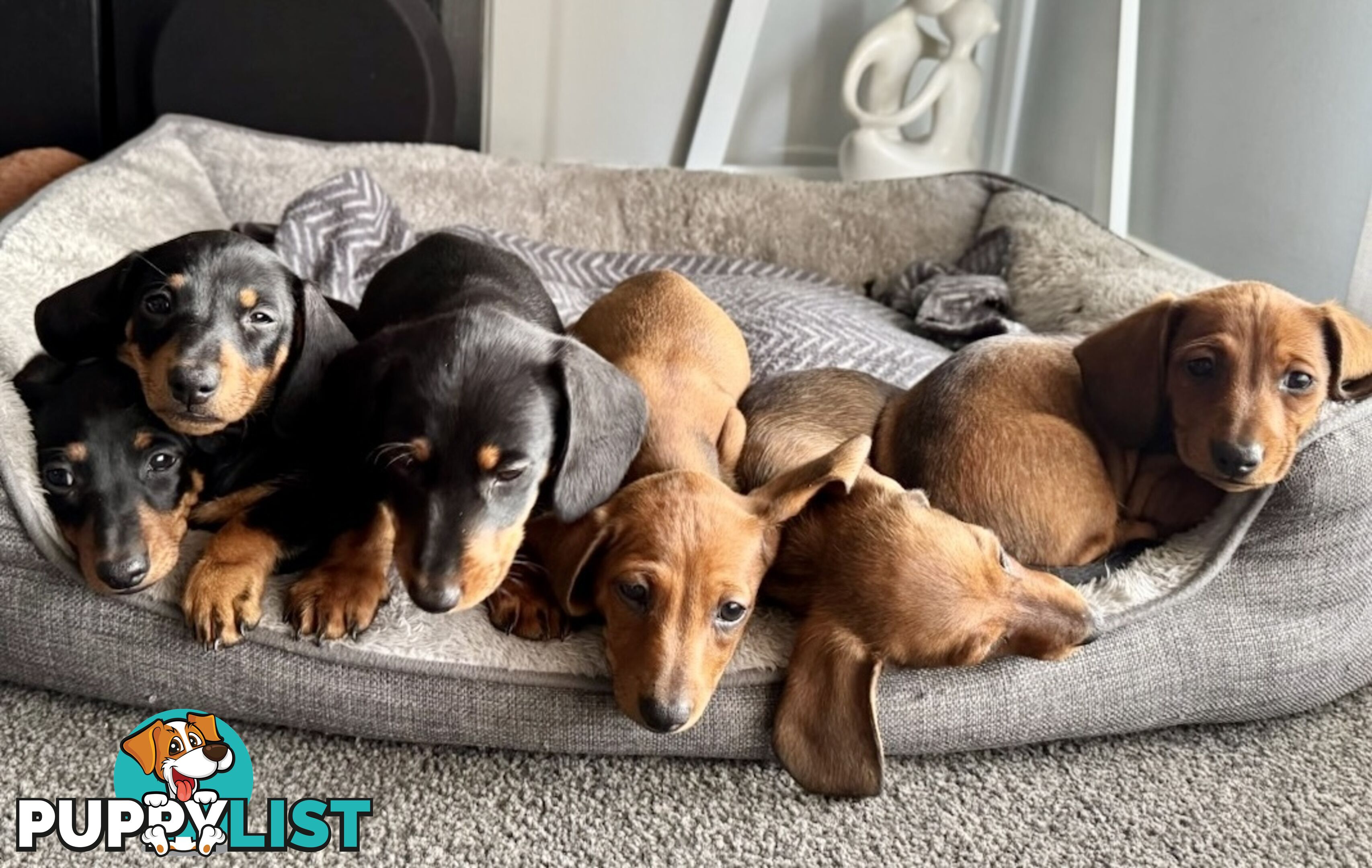 Miniature dachshund puppies