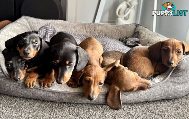 Miniature dachshund puppies