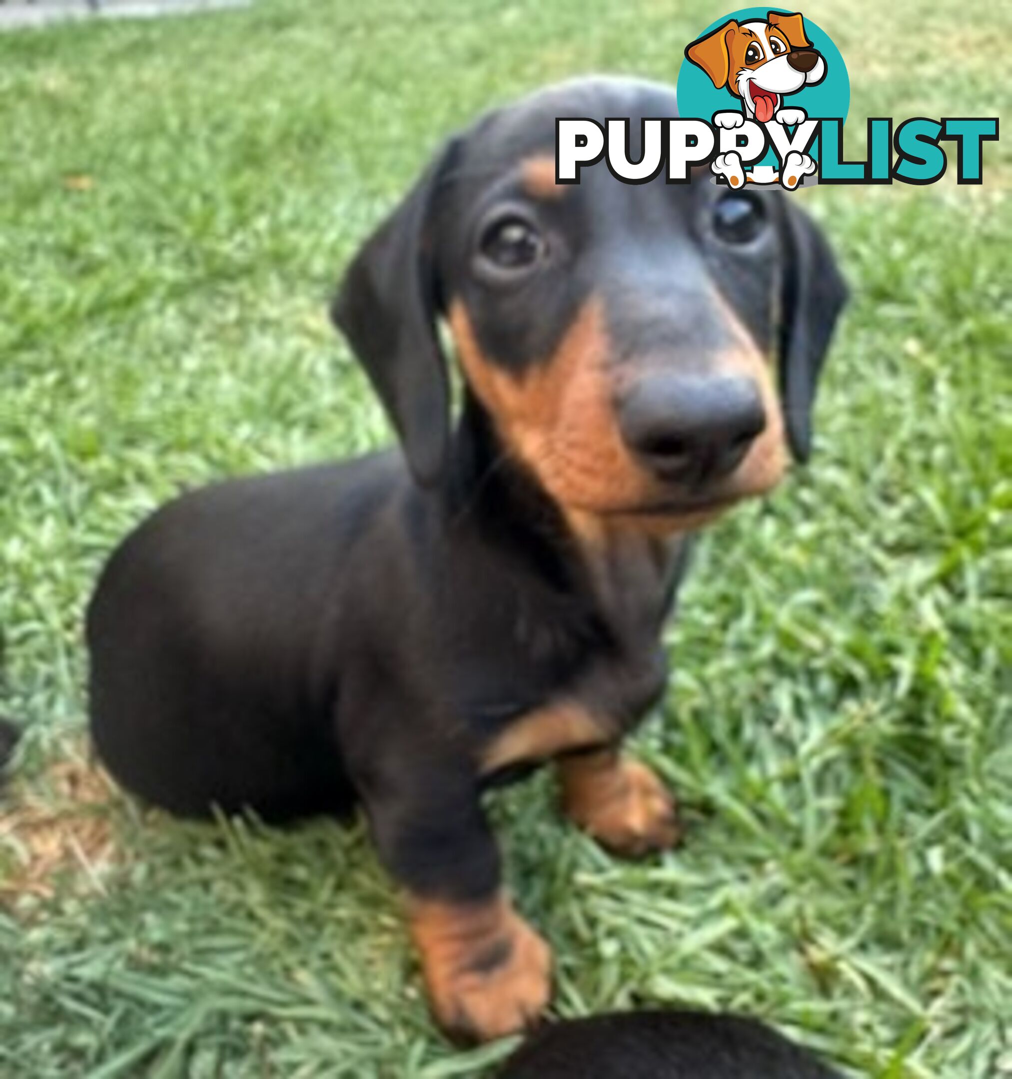 Miniature dachshund puppies