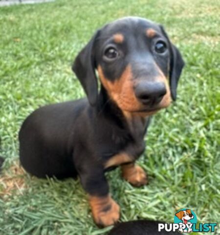 Miniature dachshund puppies