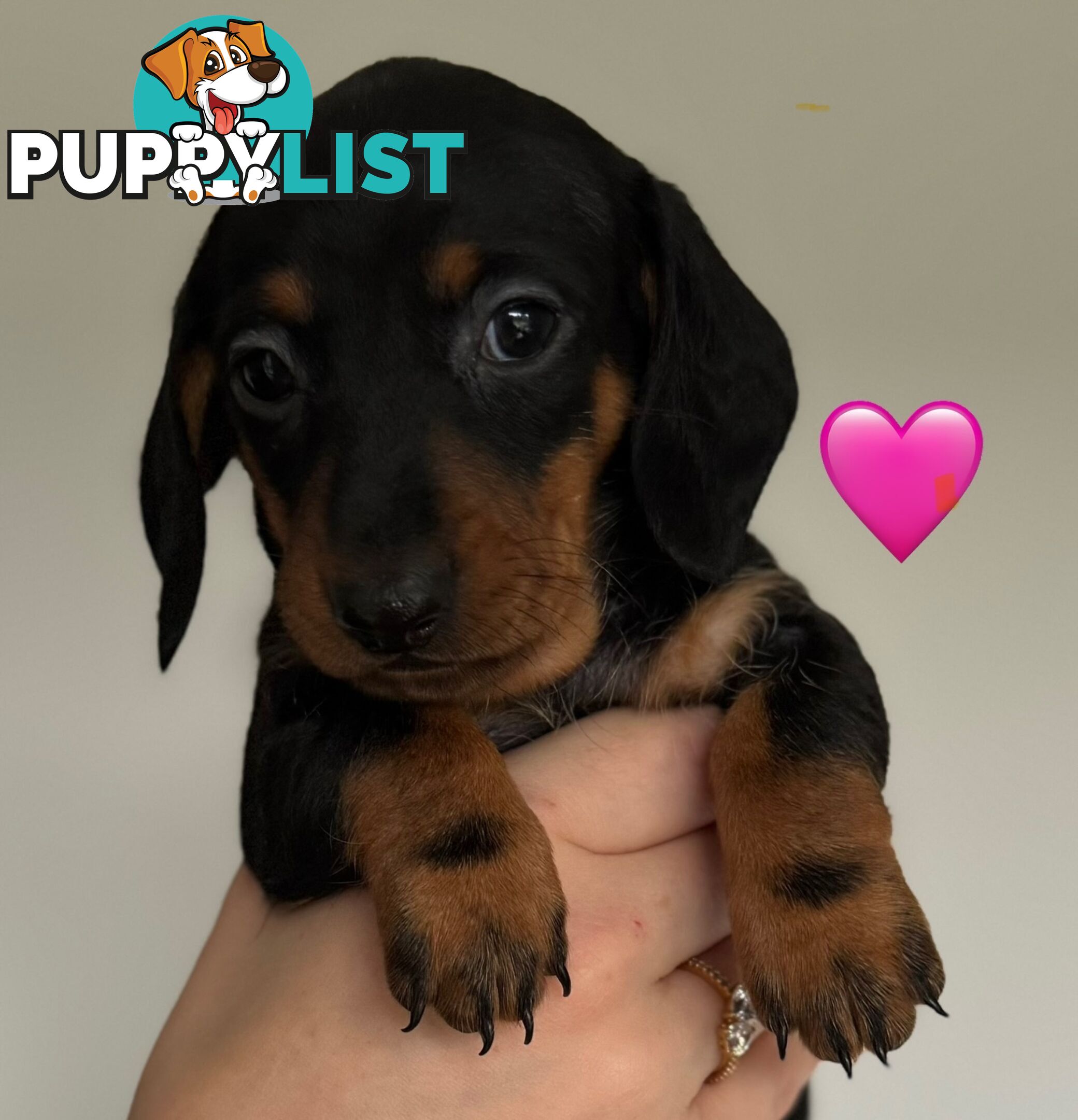 Miniature dachshund puppies