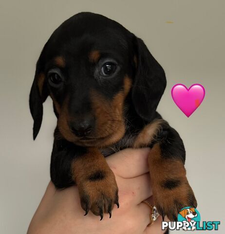 Miniature dachshund puppies