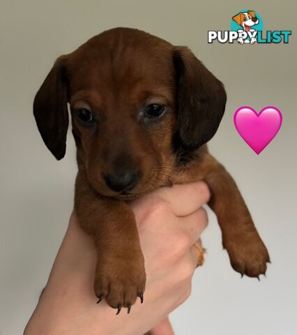 Miniature dachshund puppies